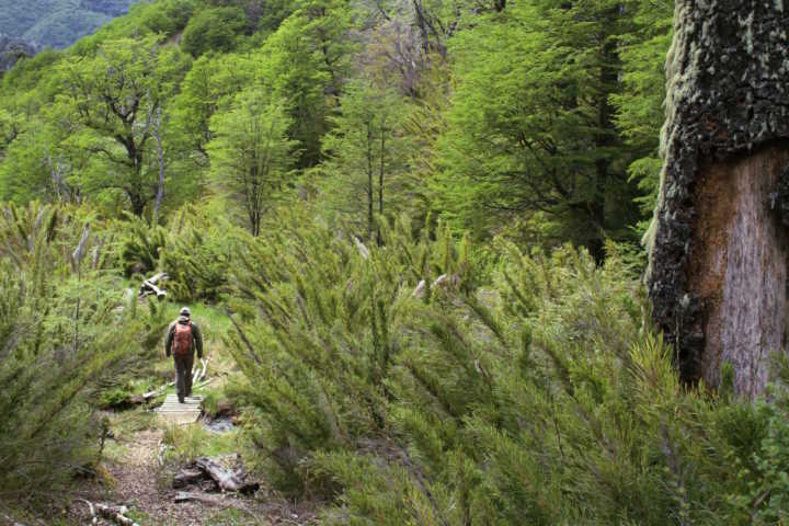 Trilha Fundo la Estrella, na Reserva Nacional Malalcahuello, no sul do Chile