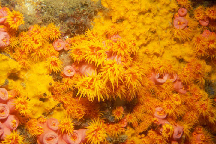 Coral-sol em Arraial do Cabo, no Rio de Janeiro