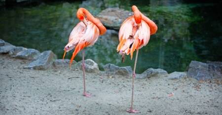 Flamingos ficam sobre uma perna só