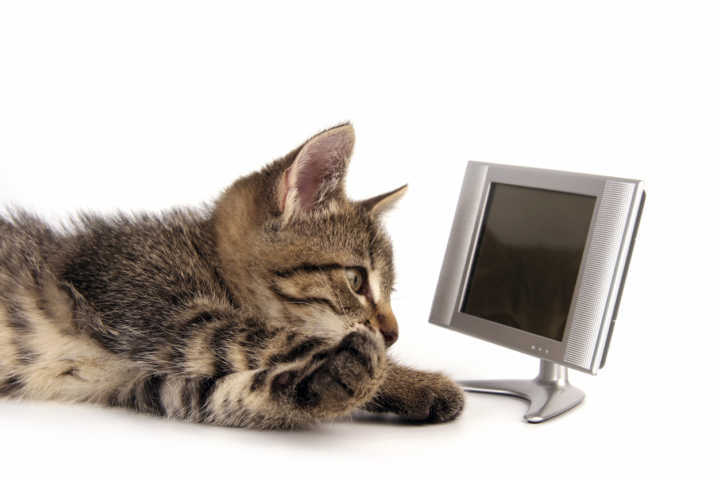 G1 - Assistir a vídeos de gatos na internet pode aliviar ansiedade, diz  estudo - notícias em Ciência e Saúde