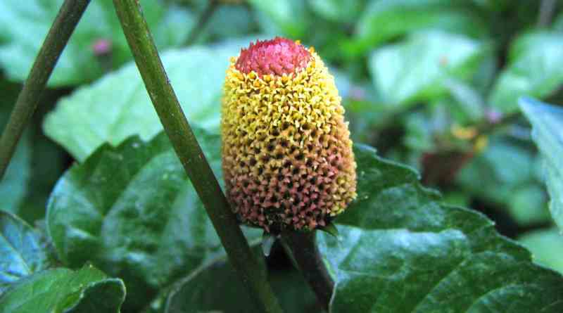 Jambú é curinga da biodiversidade brasileira, que merece ser melhor conhecido e mais apreciado entre nós