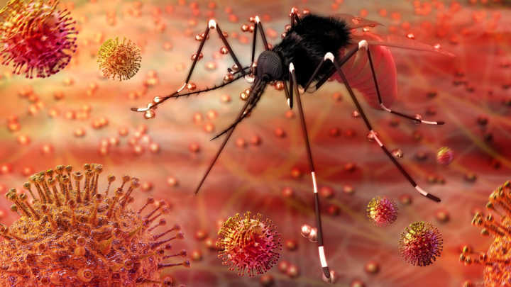 O vírus zika foi o responsável pelo nascimento de bebês com microcefalia