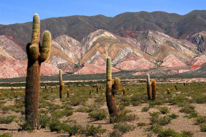 Parque Nacional Los Cardones, em Salta, norte da Argentina, foi criado para proteger os cactus gigantes Cardon