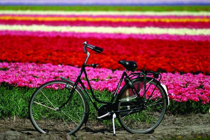 A Holanda é o principal destino para quem gosta de pedalar