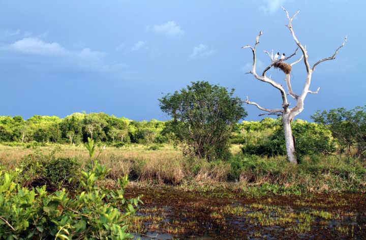 Transpantaneira, no Pantanal Norte, no Mato Grosso