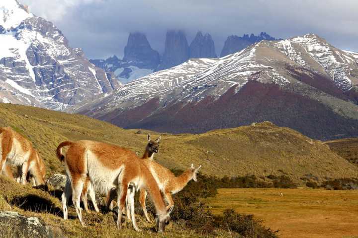 Guanacos pastoreiam enquanto um fica no topo das montanhas para avisar da chegada de algum puma