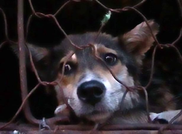 Cães foram salvos da morte na China; Foto: AsiaWire