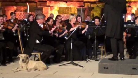 Catiorro invade palco de orquestra