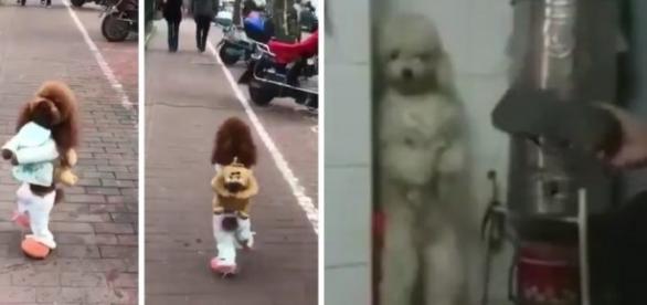 Em vídeo, cão é maltratado para que aprenda a caminhar como ser humano (Foto: Reprodução/Vídeo)