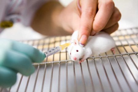 O estudo de 2014, no entanto, sugeriu que as injeções repetidas de plasma de animais jovens eram uma alternativa fácil à parabiose