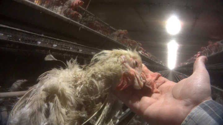 Imagem mostra galinhas que são mantidas confinadas para a produção de ovos