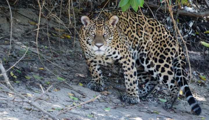 Como a onça-pintada é um animal do chamado “topo da cadeia alimentar”, as condições de sua população (crescimento ou declínio) são um termômetro para medir o equilíbrio ambiental