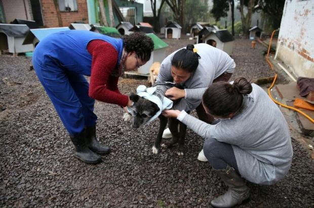 A primeira entrega vestiu animais idosos e enfermos, como prioridade (Foto: Divulgação / Fabio Campelo)