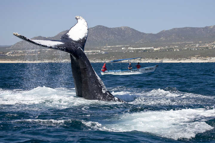 Observação de baleias é um dos passeios recomendados