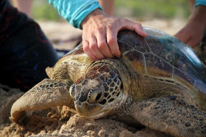 Captura intencional de tartarugas na Praia do Sueste, em Fernando de Noronha