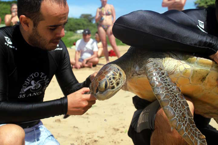 Biólogos do Projeto TAMAR, em ação durante captura intencional de tartarugas, na Praia do Sueste, em Fernando de Noronha