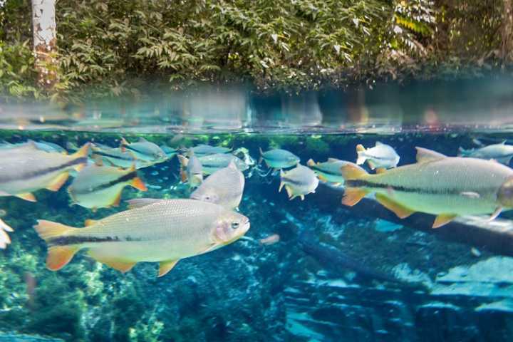 As águas cristalinas de Bonito, um dos destinos de ecoturismo no Brasil