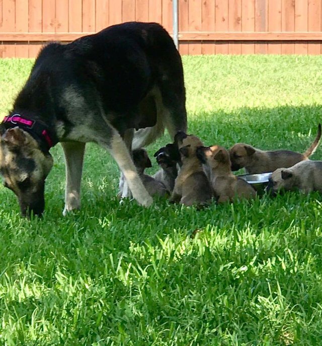 Cadela e filhotes buscam um novo lar para recomeçar (Foto: Reprodução/A-Team Elite Rescue Dogs)