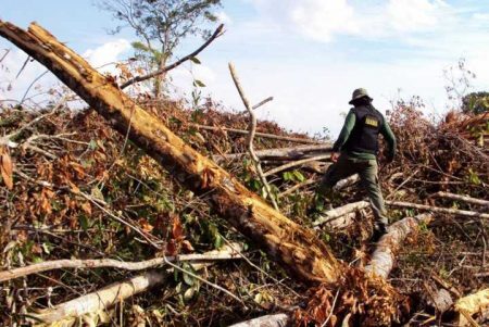 O desmatamento é um dos exemplos de consumo excessivo de recursos naturais do planeta