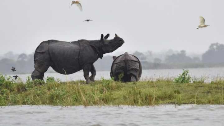 Extinção maciça de animais como rinocerontes está cada vez mais próxima (Foto: AFP/Arquivos)