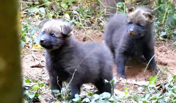 Os dois novos moradores devem ficar com os pais por cerca de um ano. Depois deste período, devem ser encaminhados a outros zoológicos