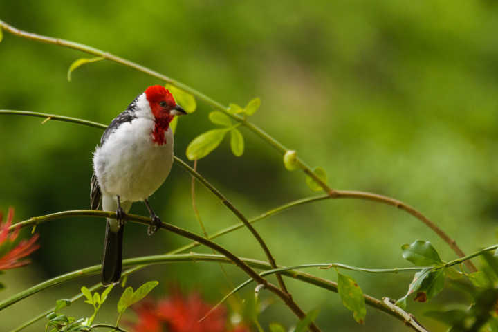 Com uma natureza deslumbrante, abriga grande variedade de espécies de pássaros, como o cardeal-do-nordeste (foto)