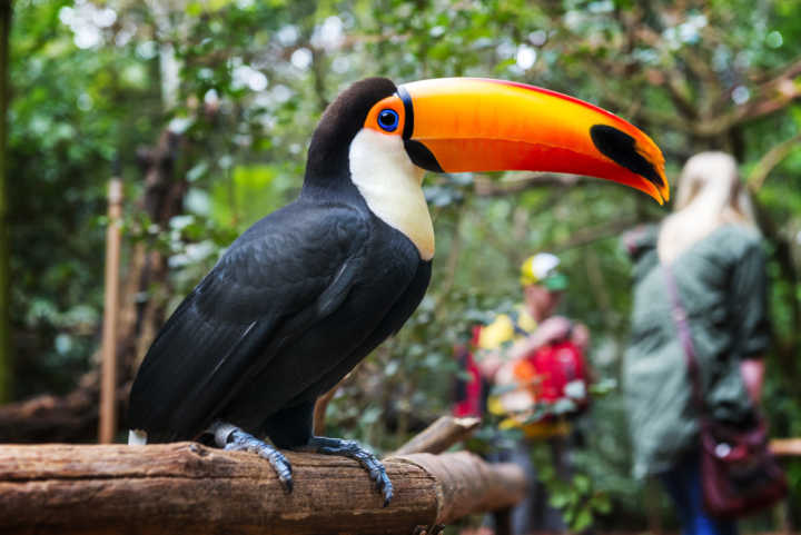 Patrimônio Mundial da Unesco, abriga uma densa floresta tropical com grande diversidade de espécies de pássaros, como o tucano toco (foto)