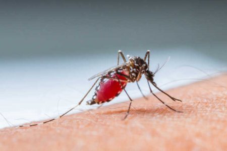 Malária é transmitida pela picada da fêmea do mosquito Anopheles, infectada por Plasmodium