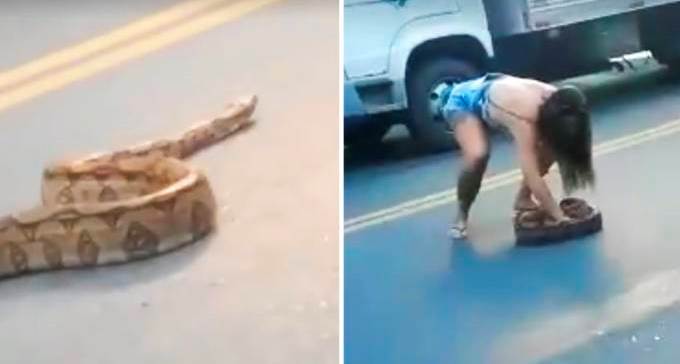 Mulher retira jiboia de rodovia movimentada em vídeo chocante