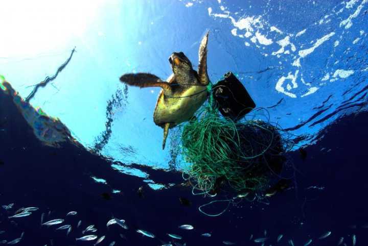 Grande número de tartarugas morrem com a ingestão de lixo, pois o confundem com seu alimento natural (Foto: Reprodução / Global Garbage)