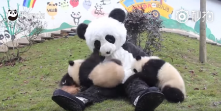 E você, encararia ser um panda-humano?