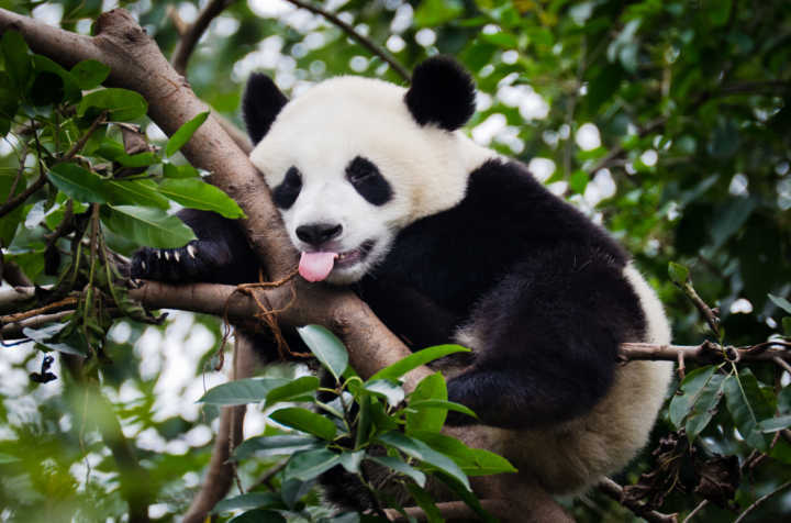 Tratadores estão sendo questionados por maltratar filhotes de panda na China