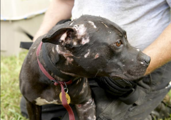 Mais de 30 cães foram resgatados por agentes policiais e da OSPCA (Foto: Reprodução / ANDA)