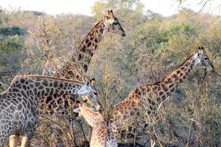 Muitas girafas livres e correndo: experiências mágicas dos safári na África do Sul