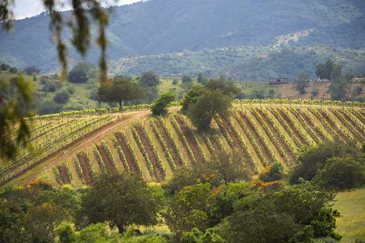 Vista dos vinhedos da Viña Matetic, que próximo a Santiago, capital do Chile