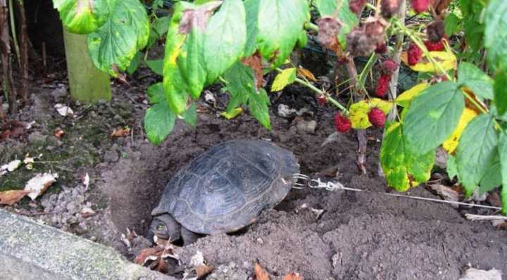 Jabuti foi encontrado por mulher que passava em frente à casa