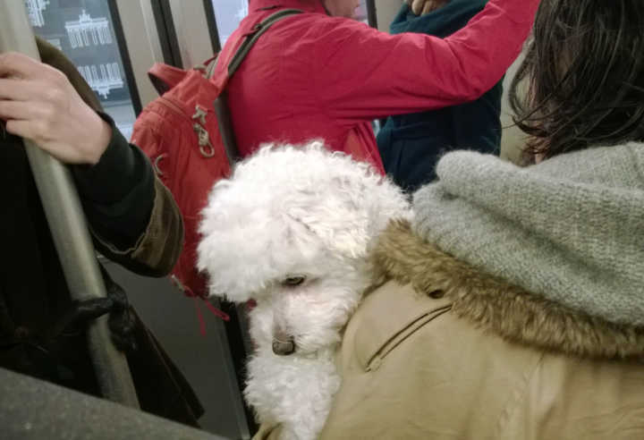 Mulher leva cão no metrô em Berlim. Já em São Paulo, empresa proíbe animais de estimação