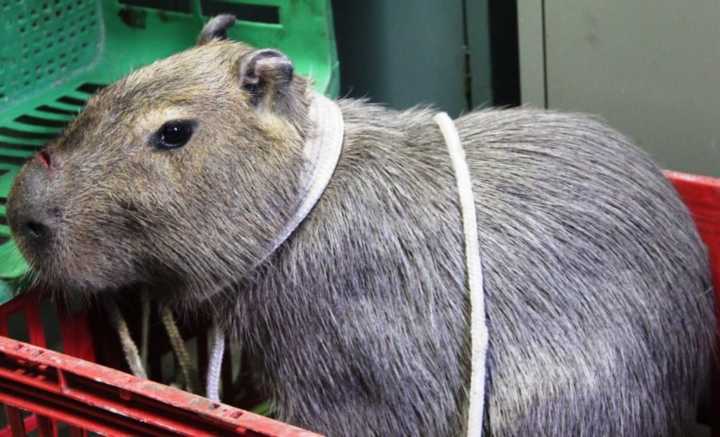 A capivara estava sendo maltratada por um grupo