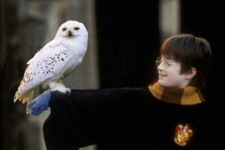 Harry Potter e a coruja Edwiges no filme Harry Potter e a Pedra Filosofal