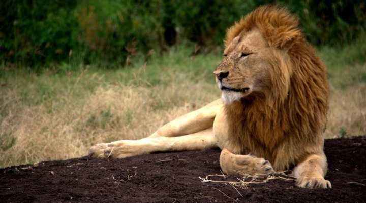 População de leões na natureza está entre 30 mil e 100 mil indivíduos