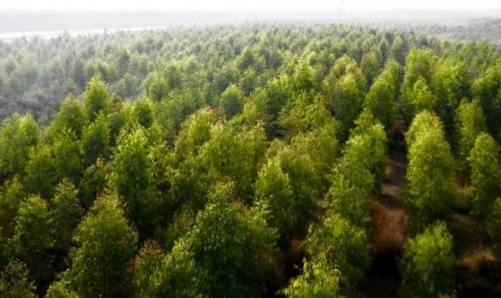 Foram replantados 350 mil hectares de florestas e terras degradadas em Khyber Pakhtunkhaw