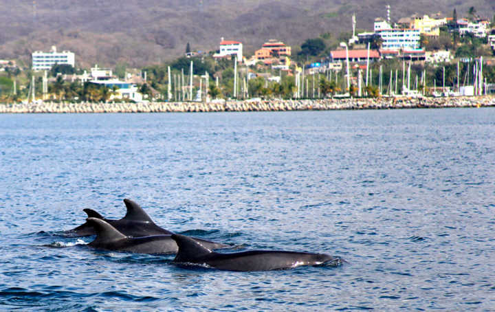 Nado com golfinhos livres no mar