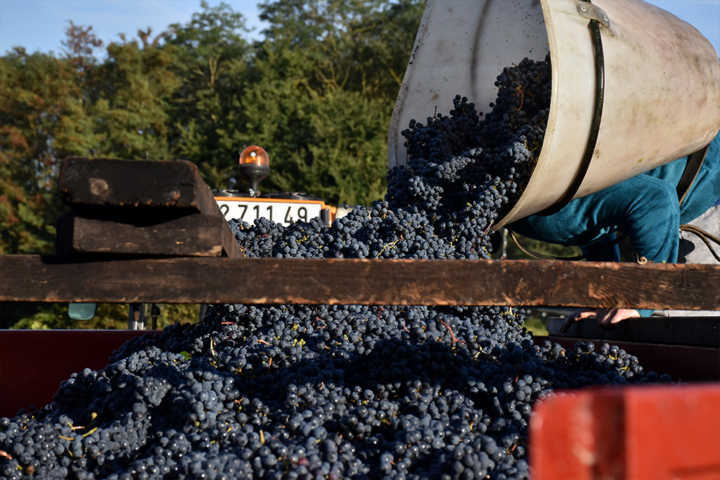 Colheita de uvas Cabernet Franc em Saumur, na França