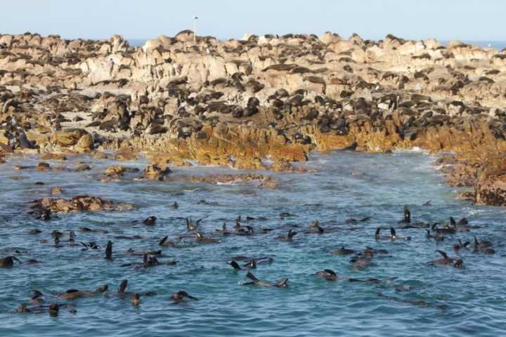 Em Dyer Island, vivem mais de 50 mil focas.