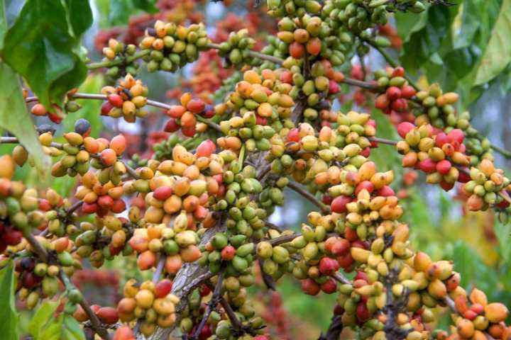 Os portugueses agora se instalaram na terra do café