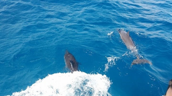 Os golfinhos são um espetáculo à parte em Noronha