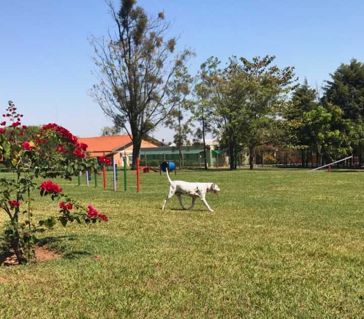 Maga brinca no gramado gigante do Dog Park, no Brotas Eco Resort