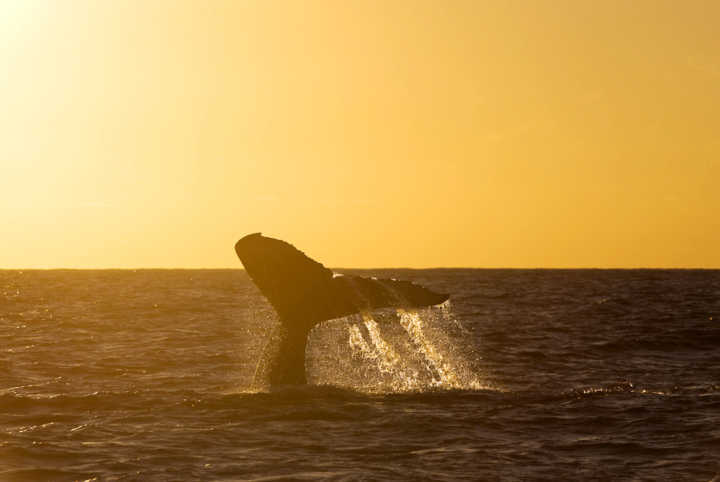 As jubarte podem ser encontradas em todos os oceanos do planeta