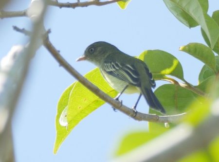 Pássaro poaieiro-de-Chico-Mendes recebeu esse nome em homenagem a um líder ambiental brasileiro