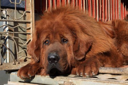 Mastim tibetano é a raça dos cachorros que vão ter as cordas vocais tiradas